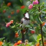 thai