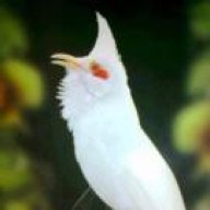 khánh_mơ