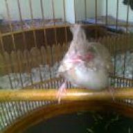 cuchim