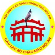 quang hoian