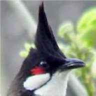 chaomaobienhoa1988