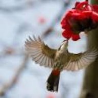 kingbirds_QN